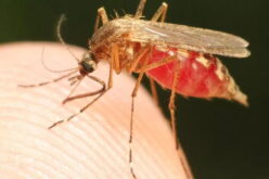 Pest controller battles mosquitoes to prevent Malaria deaths in Nigeria