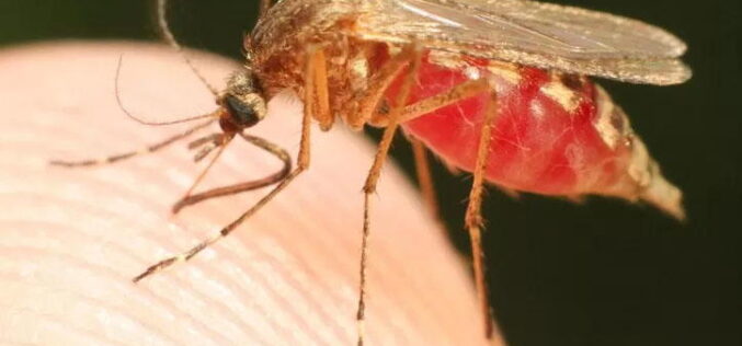Pest controller battles mosquitoes to prevent Malaria deaths in Nigeria