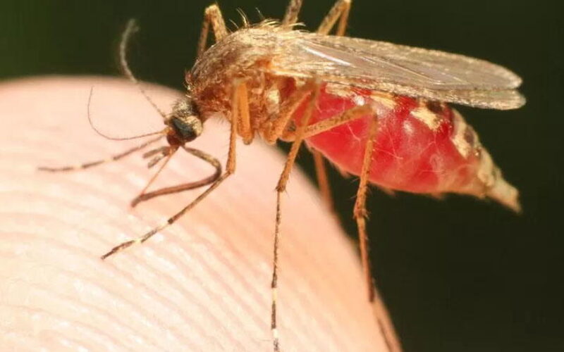 Pest controller battles mosquitoes to prevent Malaria deaths in Nigeria