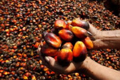 Palm oil import bill rises 194% to N23bn