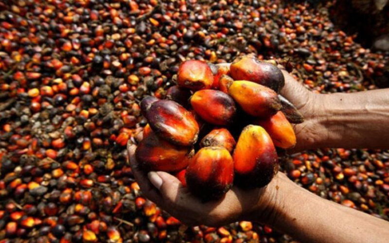 Palm oil import bill rises 194% to N23bn