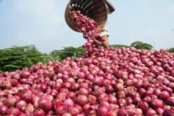 NOPPMAN lifts onion export ban to Ghana, demands safe trade