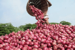 Nigeria’s N945bn onion industry at risk over export suspension to Ghana