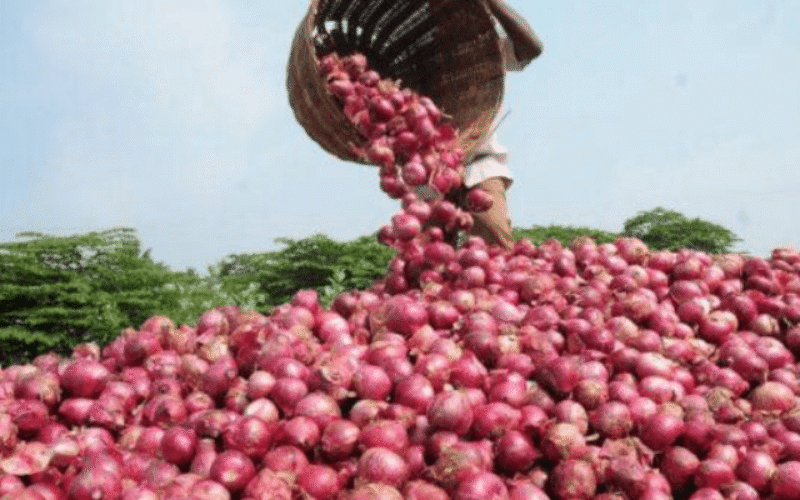 Nigeria’s N945bn onion industry at risk over export suspension to Ghana