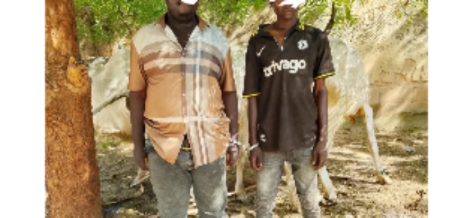 Bribe fails as Bauchi police arrest two over cattle rustling