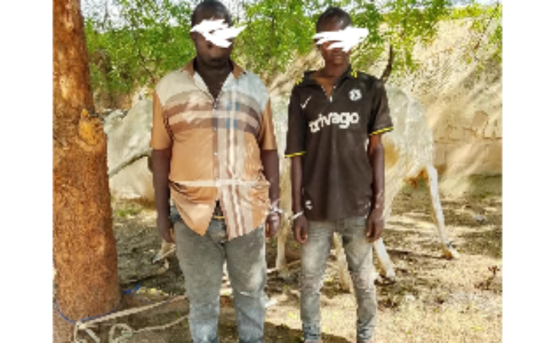 Bribe fails as Bauchi police arrest two over cattle rustling
