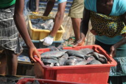 High feed cost, poor financing threaten fish production — FG