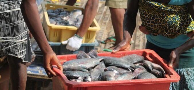 High feed cost, poor financing threaten fish production — FG