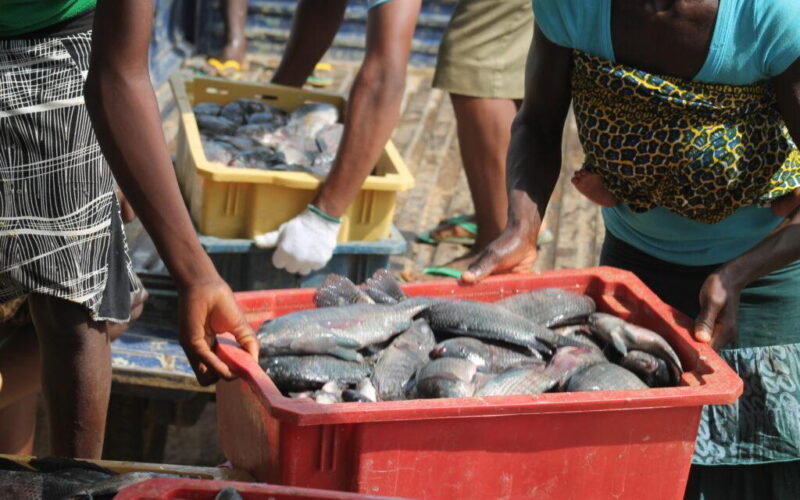High feed cost, poor financing threaten fish production — FG