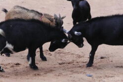 54-yr-old steals 5 goats; ‘I’m not guilty,’ he tells court