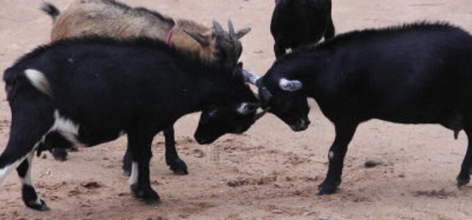 54-yr-old steals 5 goats; ‘I’m not guilty,’ he tells court