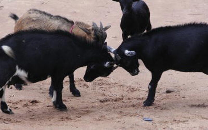 54-yr-old steals 5 goats; ‘I’m not guilty,’ he tells court