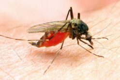 Benue approves N294.5m counterpart fund for 2026 malaria campaign