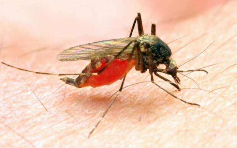 Benue approves N294.5m counterpart fund for 2026 malaria campaign