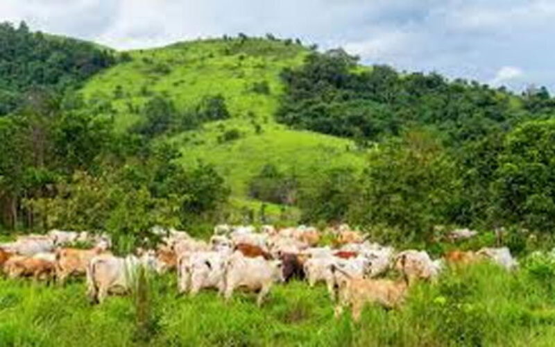 Abeokuta North enacts anti-open grazing law, commissions projects