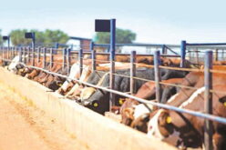 Catholic priests reject FG’s ranching plan for Benue