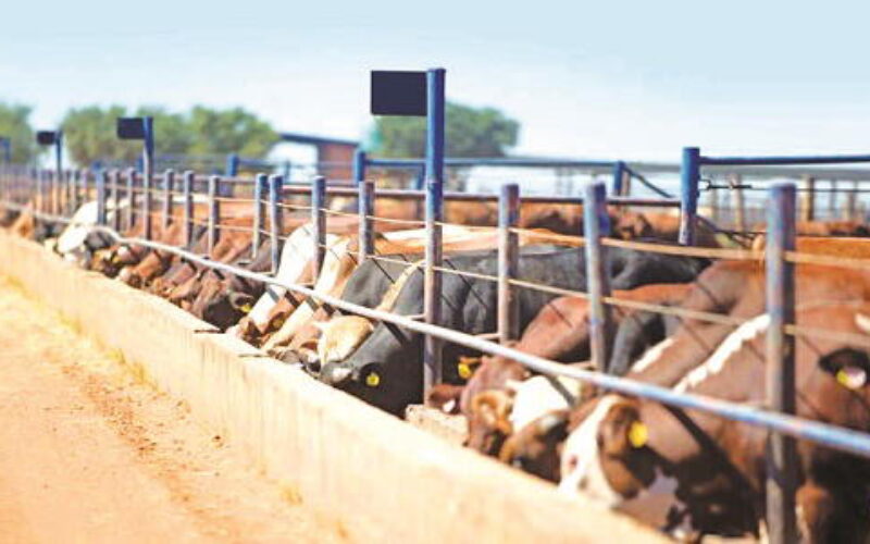 Catholic priests reject FG’s ranching plan for Benue
