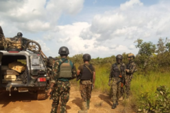 Troops rescue two kidnapped victims, recover 94 livestock in Kaduna, Kano