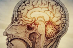 What happens to your brain after 50?