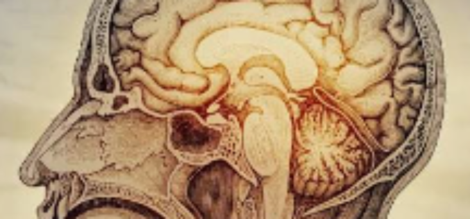 What happens to your brain after 50?