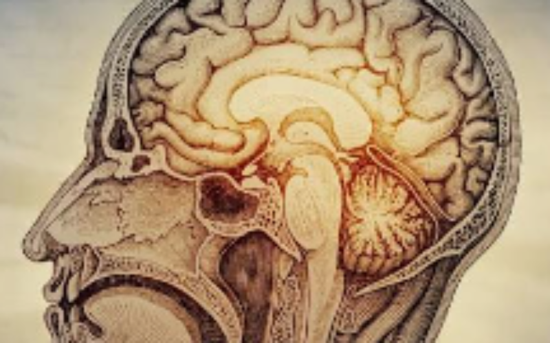 What happens to your brain after 50?
