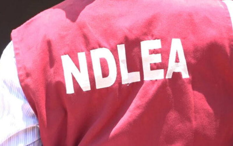 NDLEA uncovers Mexican cartel links to meth labs in Ogun, Oyo forests