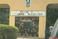 Mutilated corpse of woman found in Jos forest reserve