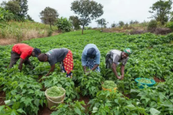 Low productivity, market gaps trap farmers in poverty — Experts