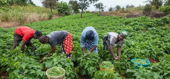 FG inaugurates farmers’ coalition as agriculture grows