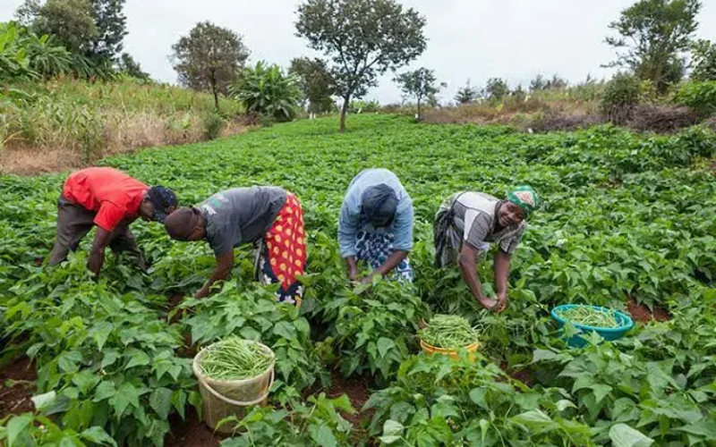 Low productivity, market gaps trap farmers in poverty — Experts