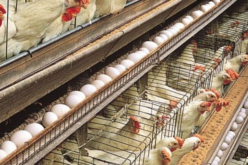 Helping our poultry farmers’ needs 