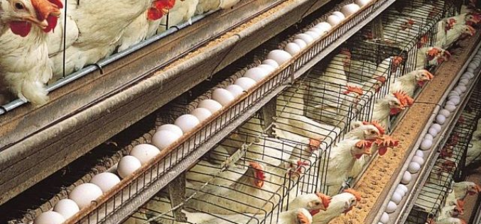 Helping our poultry farmers’ needs 