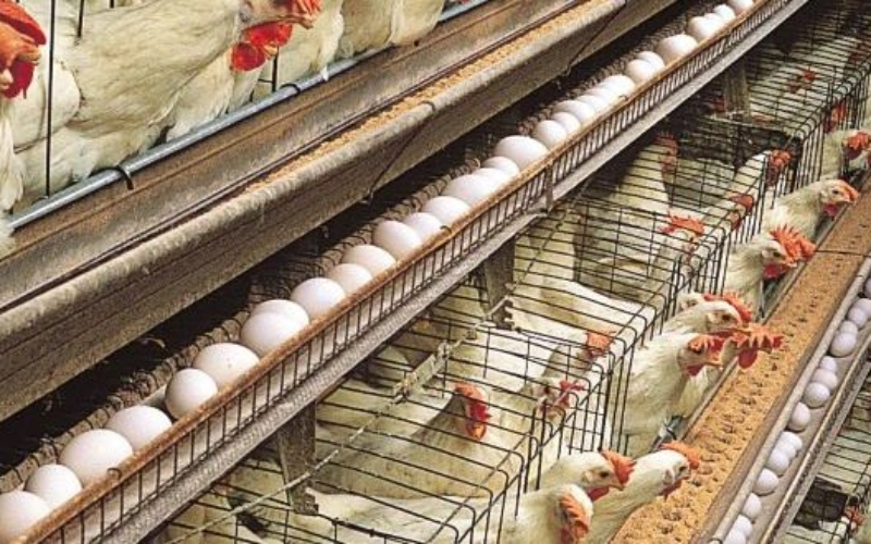 Helping our poultry farmers’ needs 