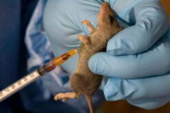 Lassa fever cases rise to 1,035, deaths hit 252 –  NCDC