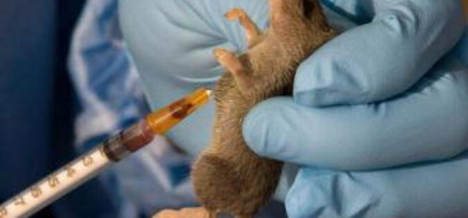 Lassa fever cases rise to 1,035, deaths hit 252 –  NCDC