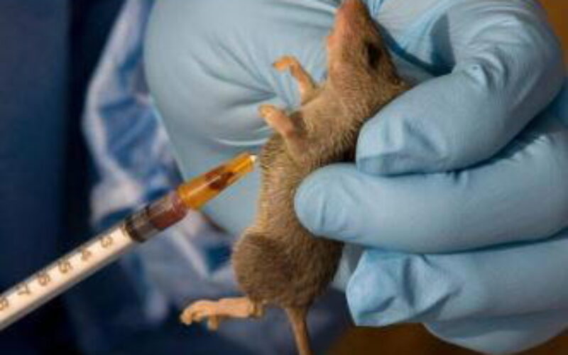 Lassa fever cases rise to 1,035, deaths hit 252 –  NCDC
