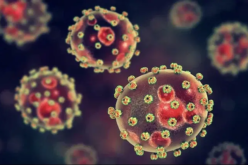 Lassa fever deaths hit 258 as CFR rises to 24%